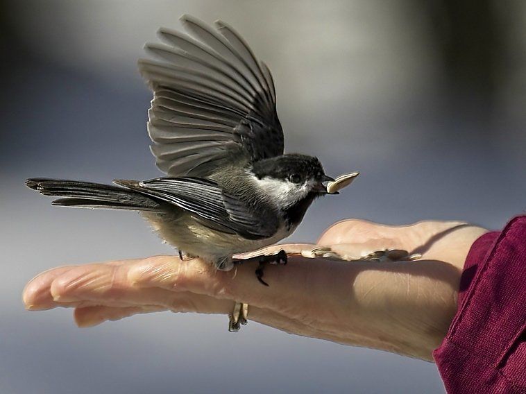 Un petit oiseau est perché sur la main d'une personne