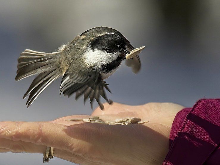 Un oiseau survole la main d'une personne avec une noix dans le bec