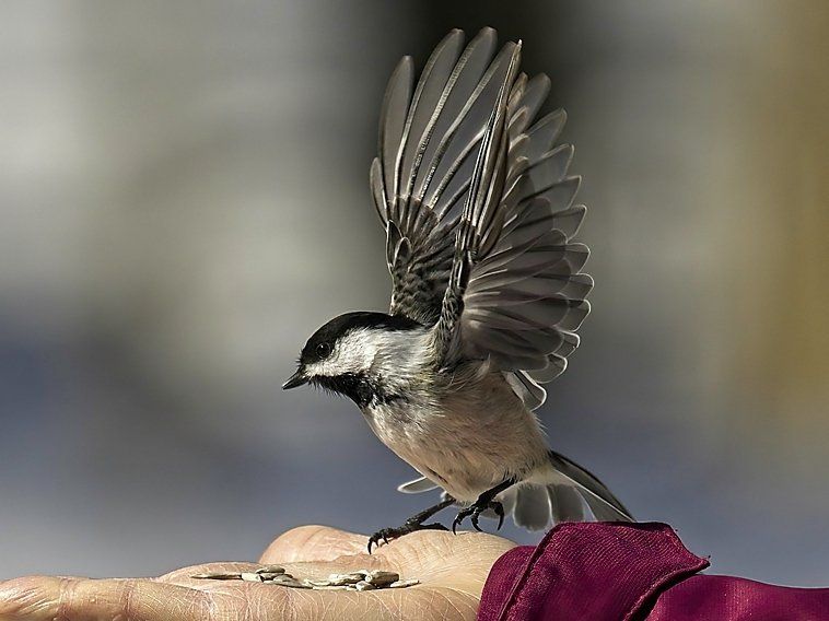 Un petit oiseau est perché sur la main d'une personne