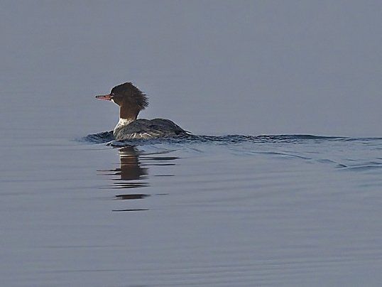 Un canard nage dans un plan d'eau.