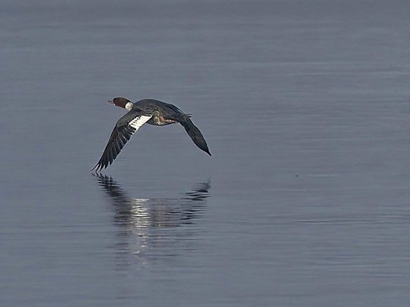 Un oiseau survole un plan d'eau.