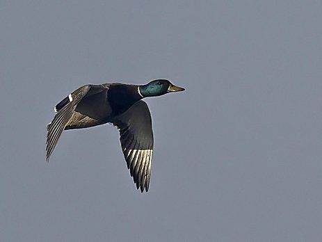 Un canard colvert vole dans un ciel bleu