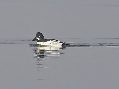 Un canard noir et blanc nage dans l'eau.