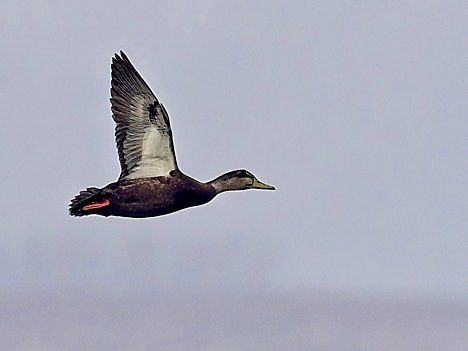 Un canard vole dans un ciel nuageux.