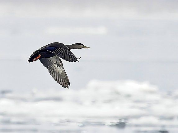 Un canard survole un plan d'eau
