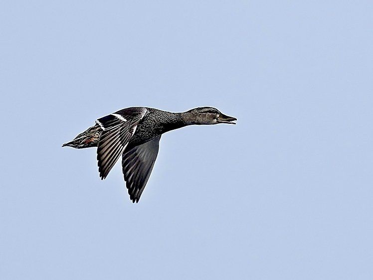 Un canard vole dans un ciel bleu.