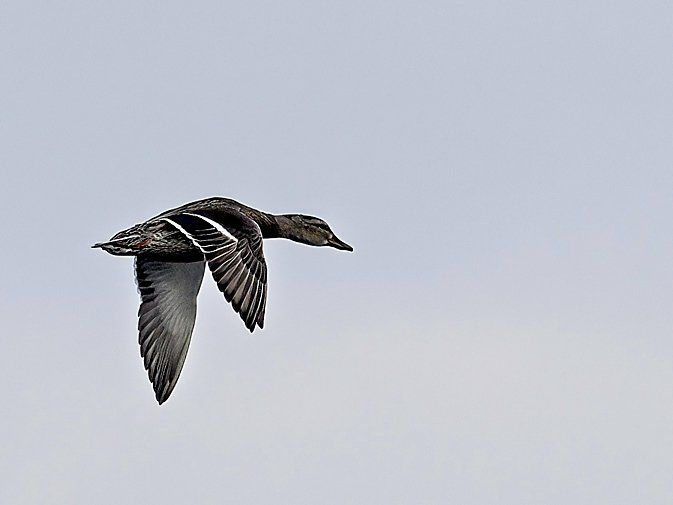 Un canard vole dans un ciel bleu clair.