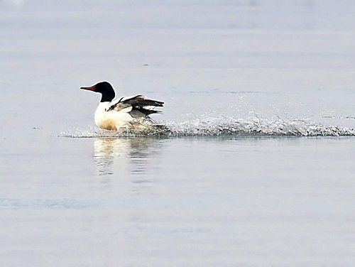 Un canard noir et blanc nage dans l'eau