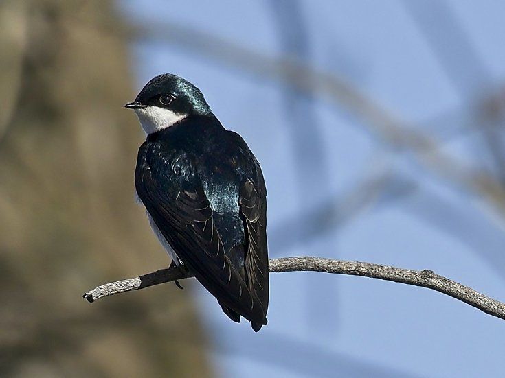 Un oiseau noir et blanc perché sur une branche d'arbre