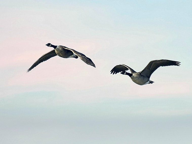 Deux oies volent ensemble dans le ciel.