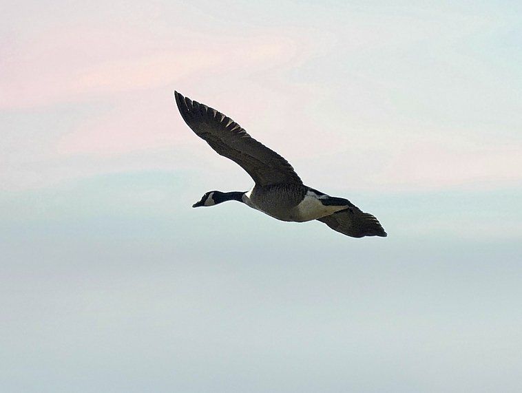 Une oie vole dans un ciel nuageux.