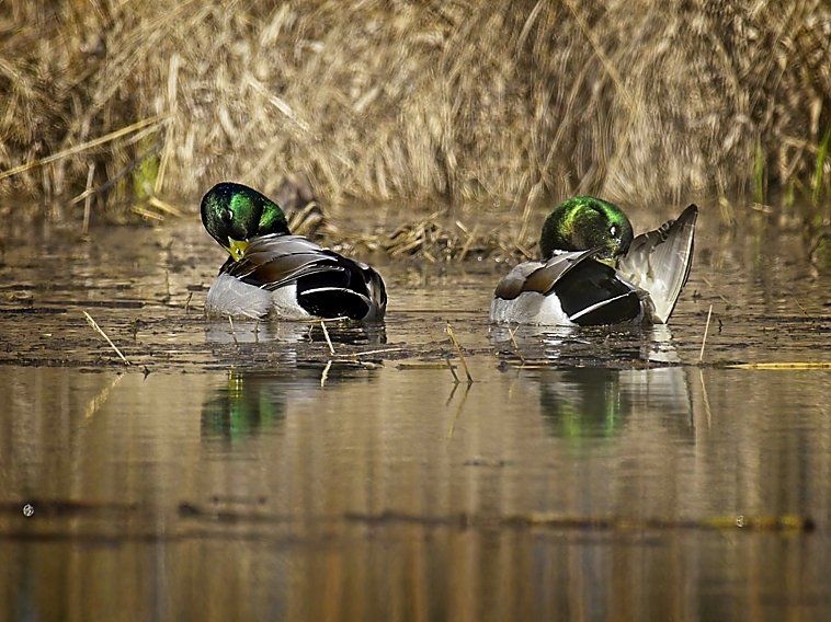 Deux canards colverts nagent dans un étang.