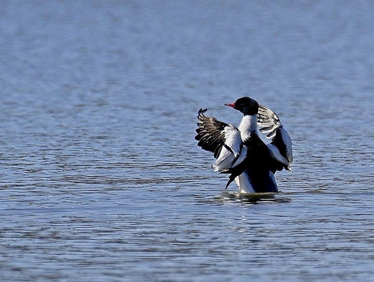 Un oiseau noir et blanc se tient dans l'eau.