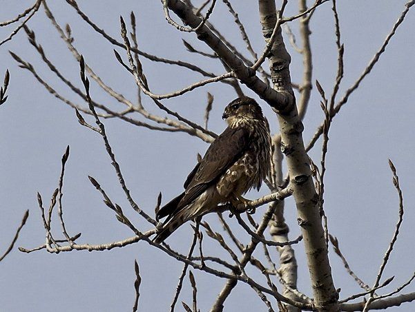 Un oiseau perché sur une branche d'arbre avec un ciel bleu en arrière-plan