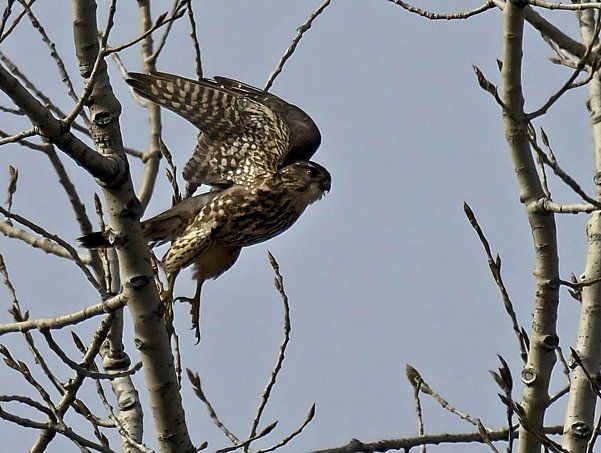 Un oiseau perché sur une branche d'arbre avec ses ailes déployées