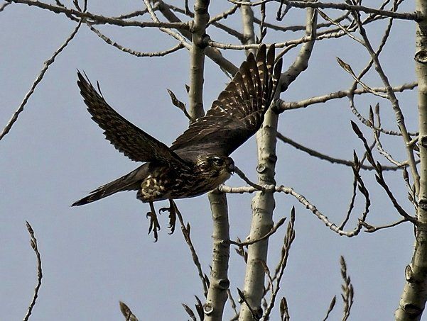 Un oiseau est perché sur une branche d'arbre avec ses ailes déployées