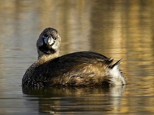 Un canard nage dans l'eau et regarde la caméra.