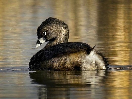 Un canard flotte au-dessus d'un plan d'eau.