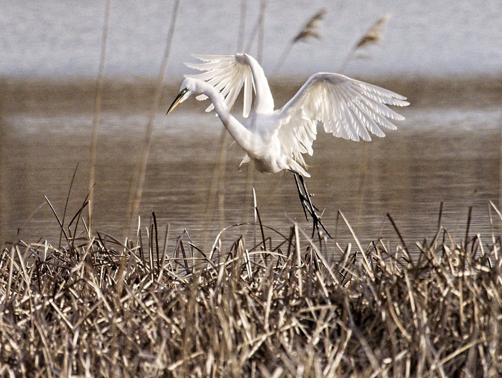 Un oiseau blanc survole un champ d'herbes hautes