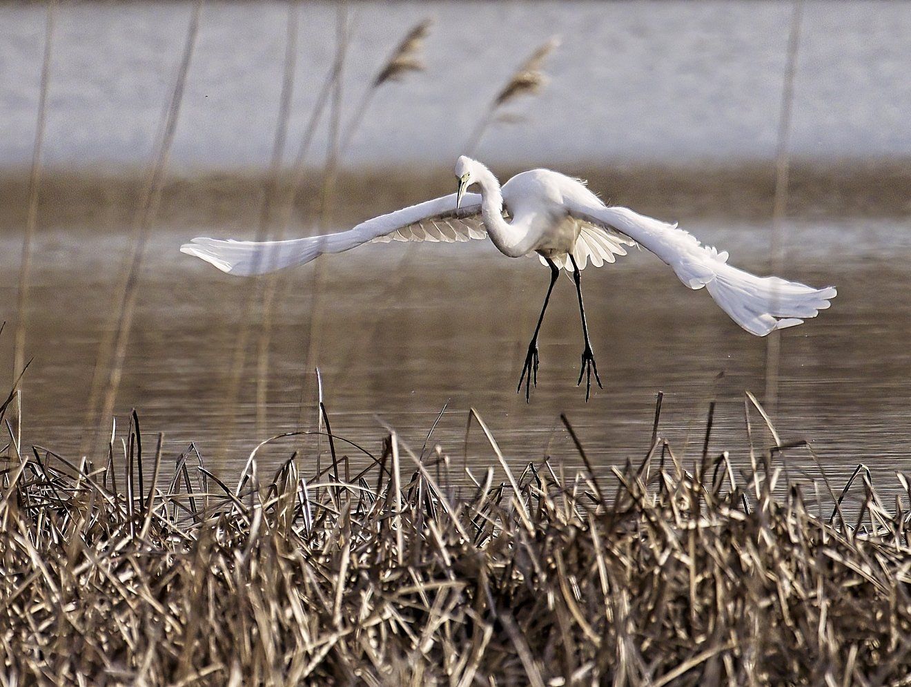 Un oiseau blanc vole au-dessus d’un plan d’eau