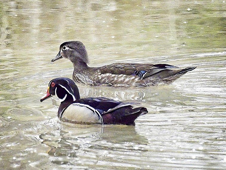 Deux canards nagent ensemble dans l'eau.