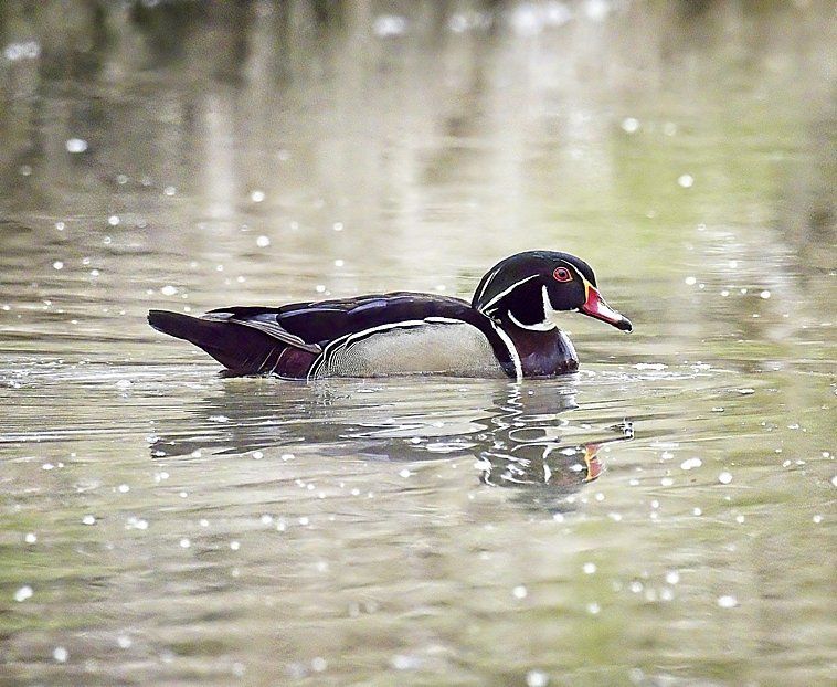 Un canard branchu nage dans l'eau.
