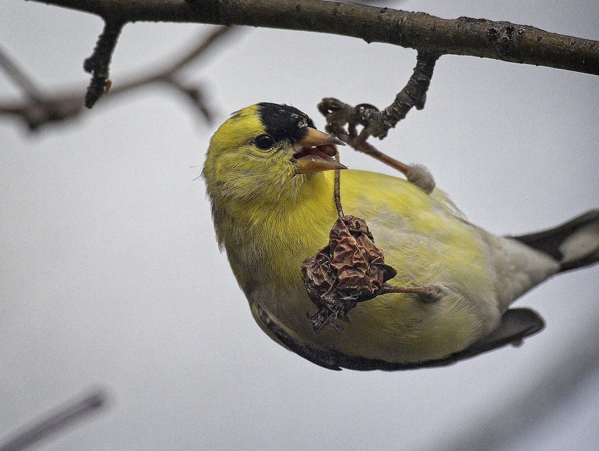 Un oiseau est perché sur une branche avec une feuille dans le bec