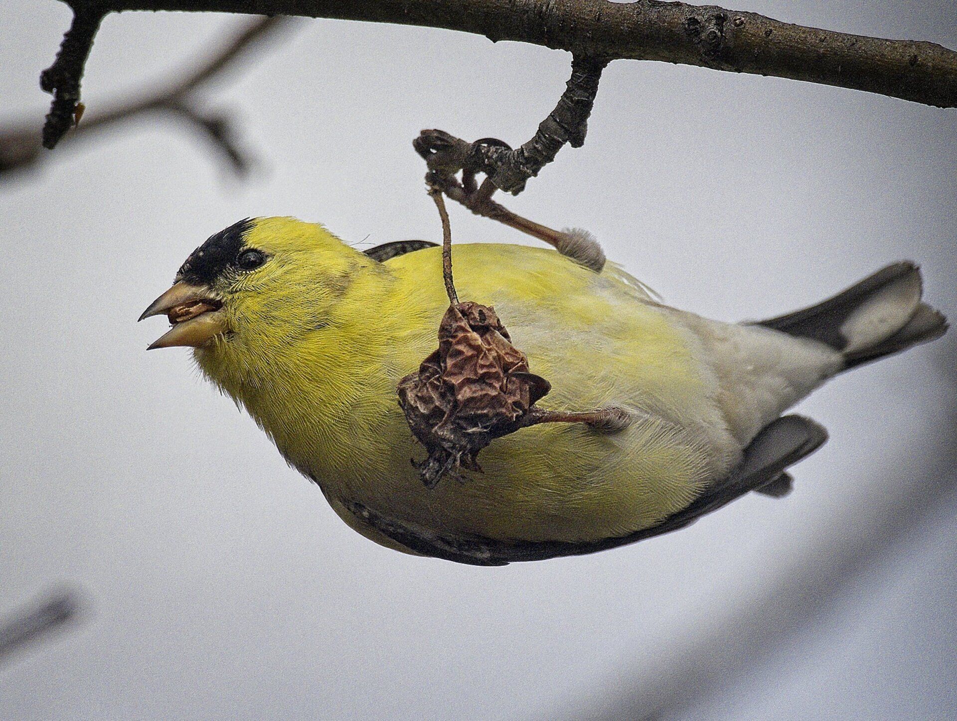 Un oiseau est suspendu à une branche d'arbre avec un morceau de nourriture dans son bec.