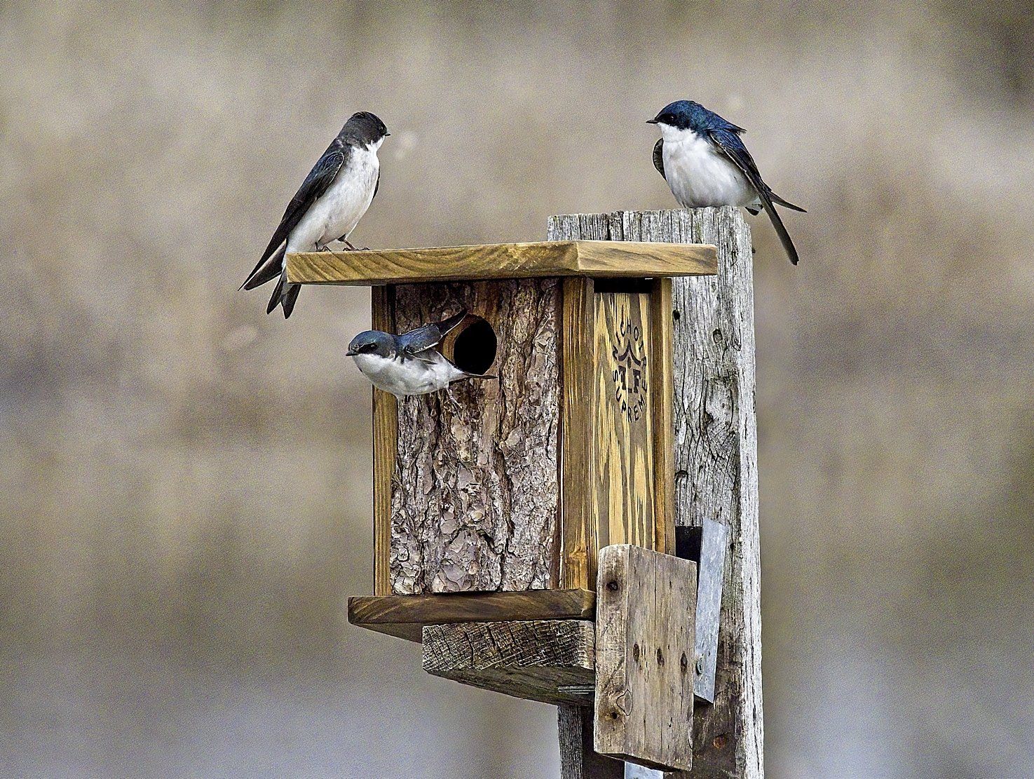 Deux oiseaux sont perchés au sommet d'un nichoir en bois