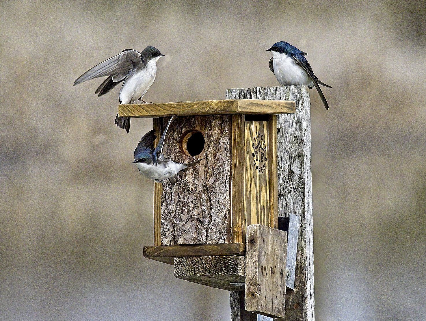 Deux oiseaux sont perchés au sommet d'un nichoir en bois