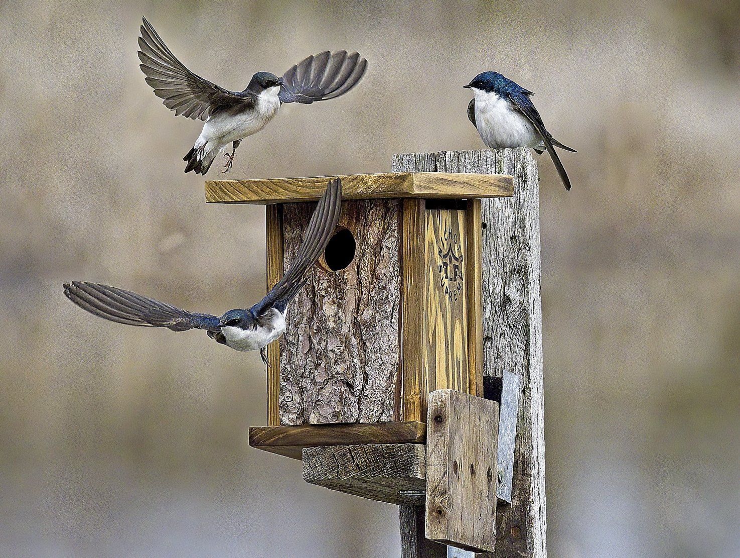 Deux oiseaux survolent un nichoir en bois