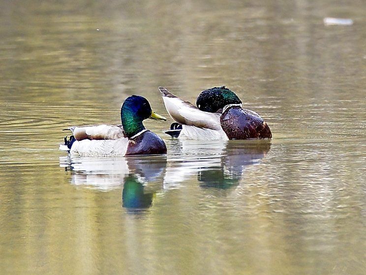 Deux canards colverts nagent dans un lac.