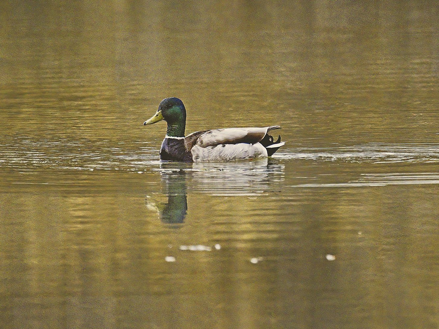 Un canard colvert nage dans un lac.