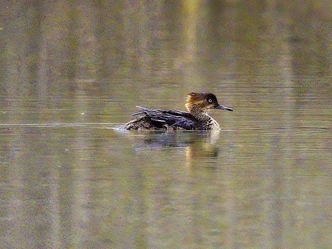 Un canard nage dans un étang avec des arbres en arrière-plan.