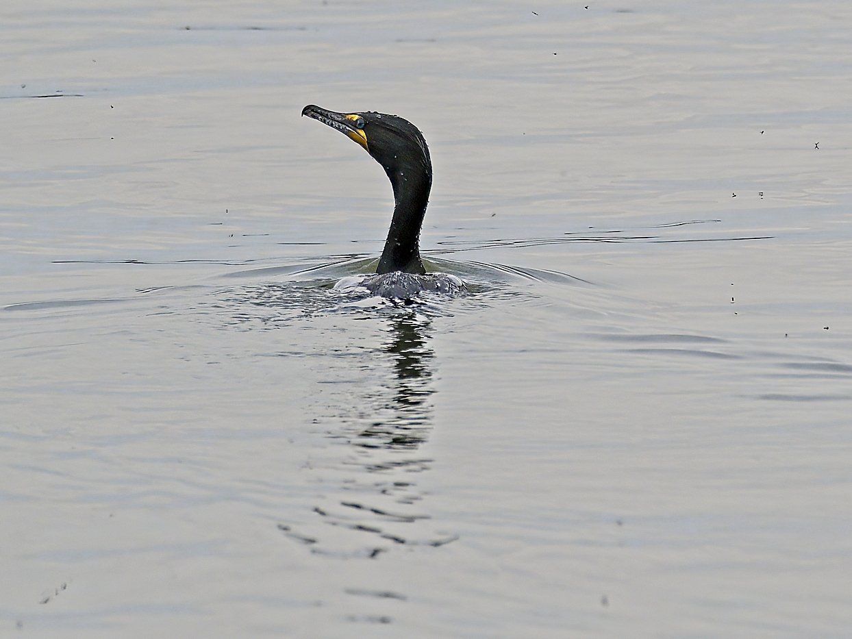 Un oiseau noir au bec jaune nage dans l'eau.
