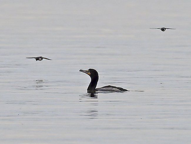 Un canard nage dans l'eau avec d'autres oiseaux volant en arrière-plan.