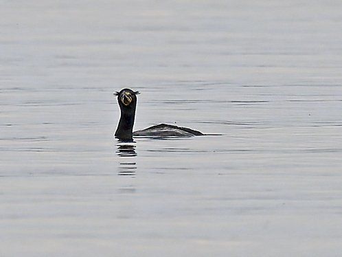 Un canard nage dans l'eau avec la bouche ouverte.