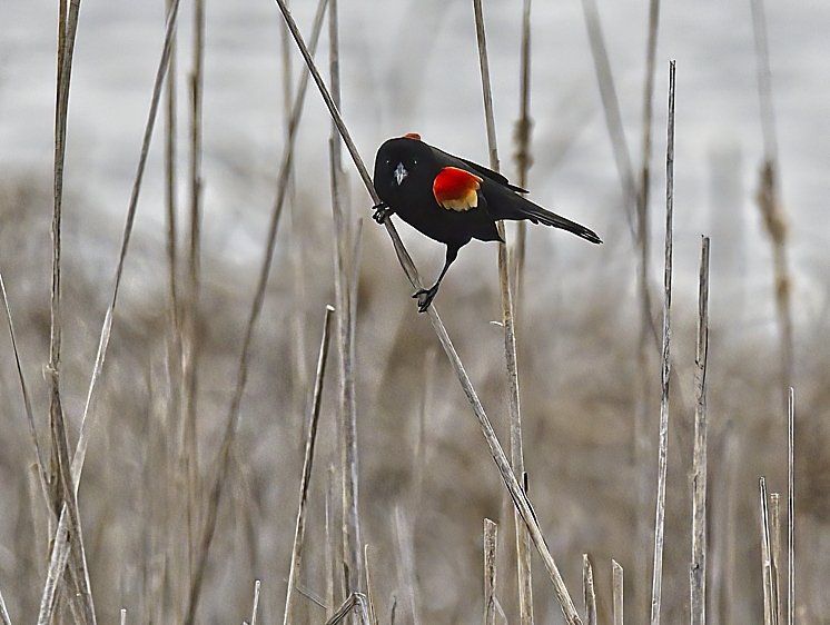 Un oiseau noir à tête rouge est perché sur un bâton dans un champ.