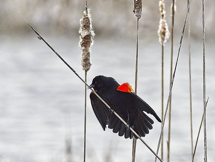 Un oiseau noir à tête rouge est perché sur une grande plante