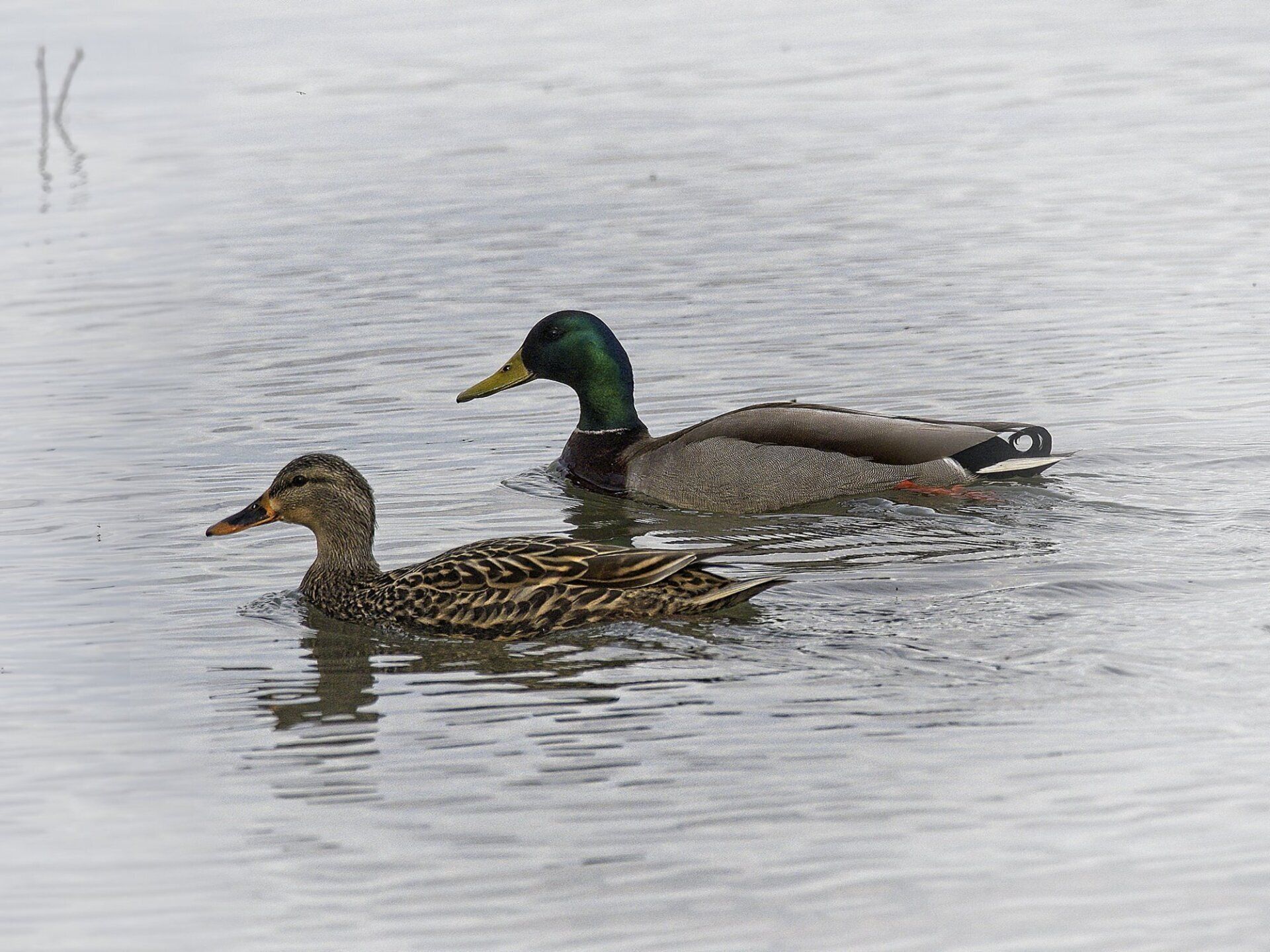 Quelques canards nagent dans un plan d'eau