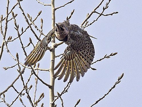 Un oiseau est perché sur une branche d'arbre avec ses ailes déployées