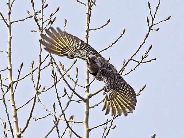 Un oiseau est perché sur une branche d'arbre avec ses ailes déployées