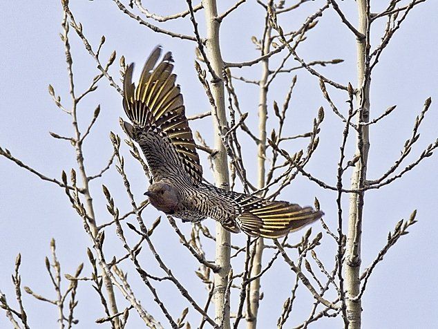 Un oiseau vole à travers un arbre avec ses ailes déployées