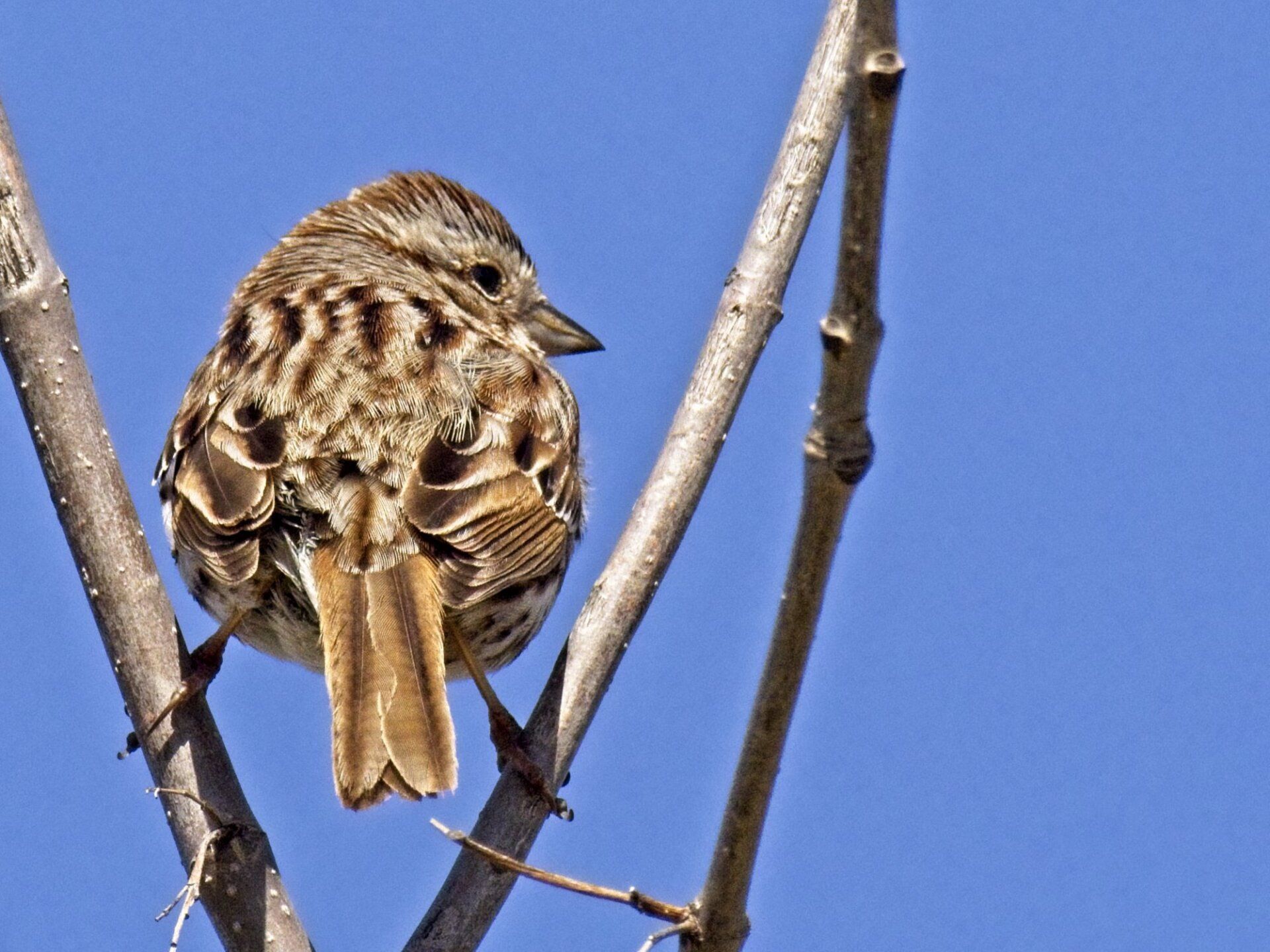 Un petit oiseau perché sur une branche d'arbre avec un ciel bleu en arrière-plan