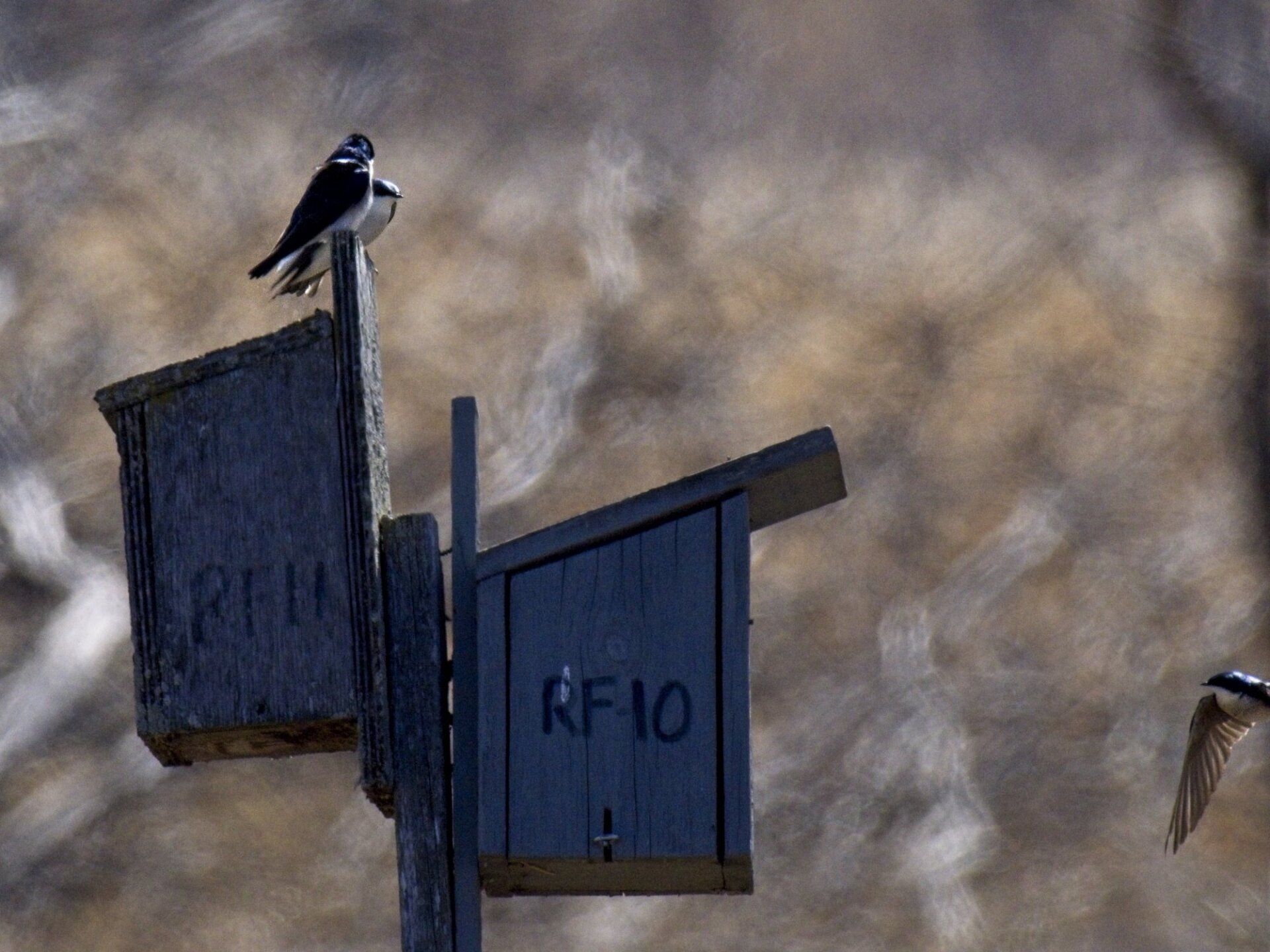 Un oiseau est perché au sommet d'un nichoir avec le numéro 10 dessus.