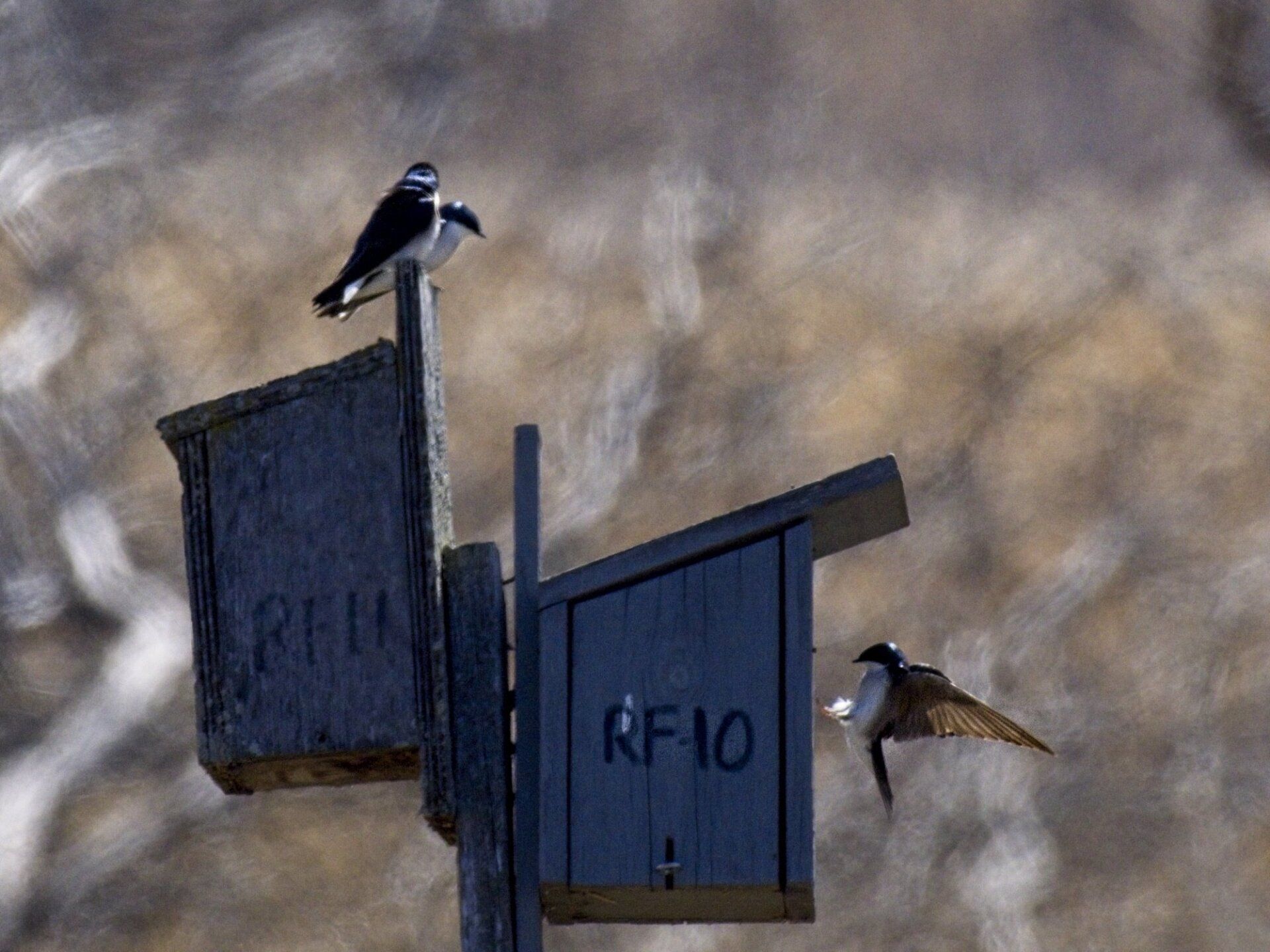 Un oiseau assis au sommet d'un nichoir à côté d'un panneau indiquant rf10