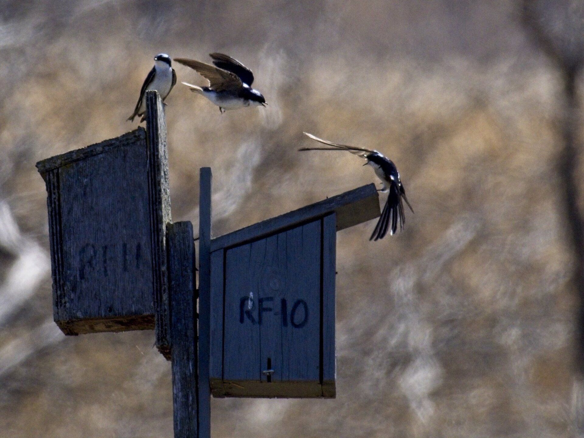 Deux oiseaux survolent un nichoir qui dit rf10