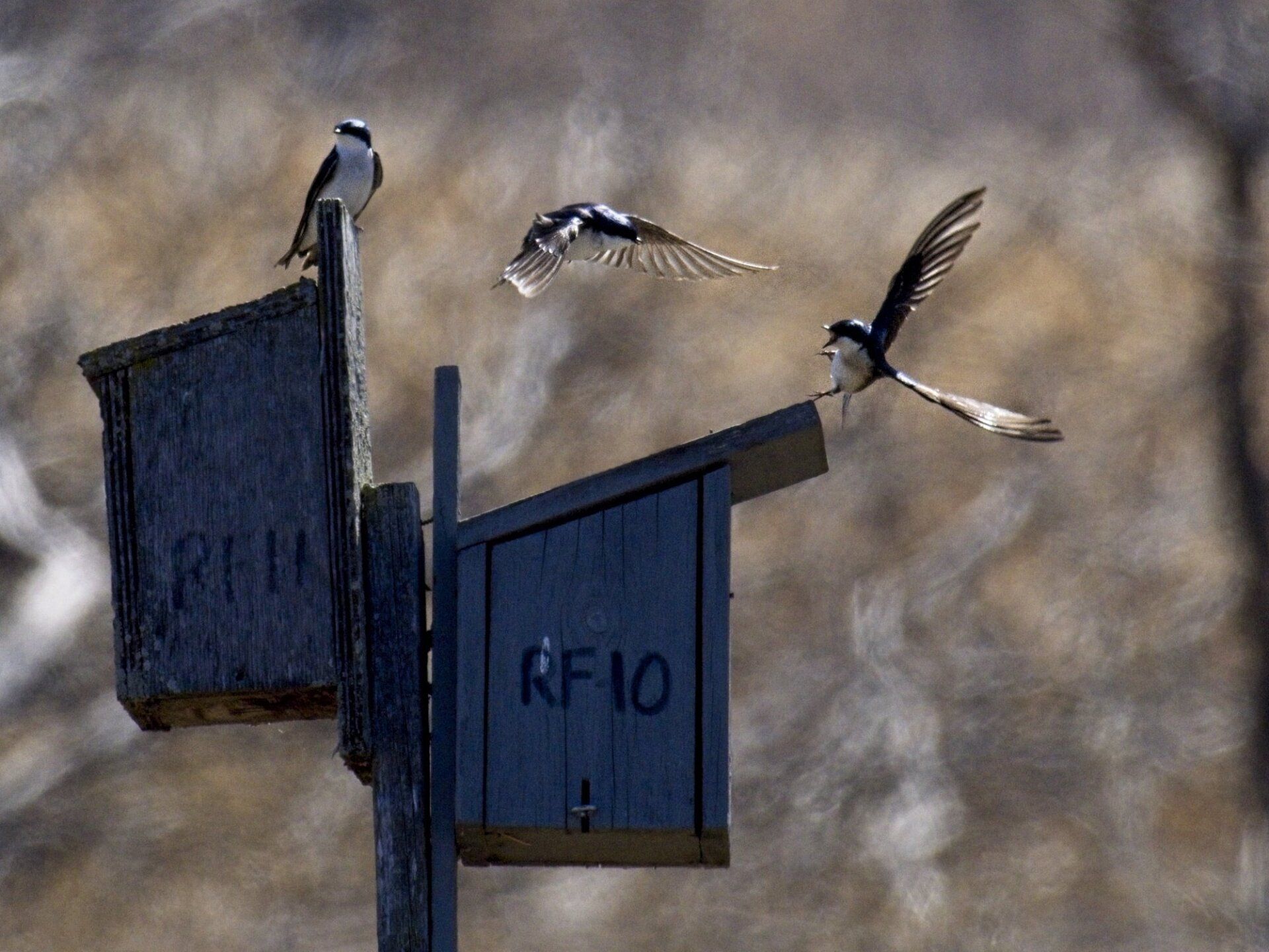 Deux oiseaux survolent un nichoir qui dit rf10