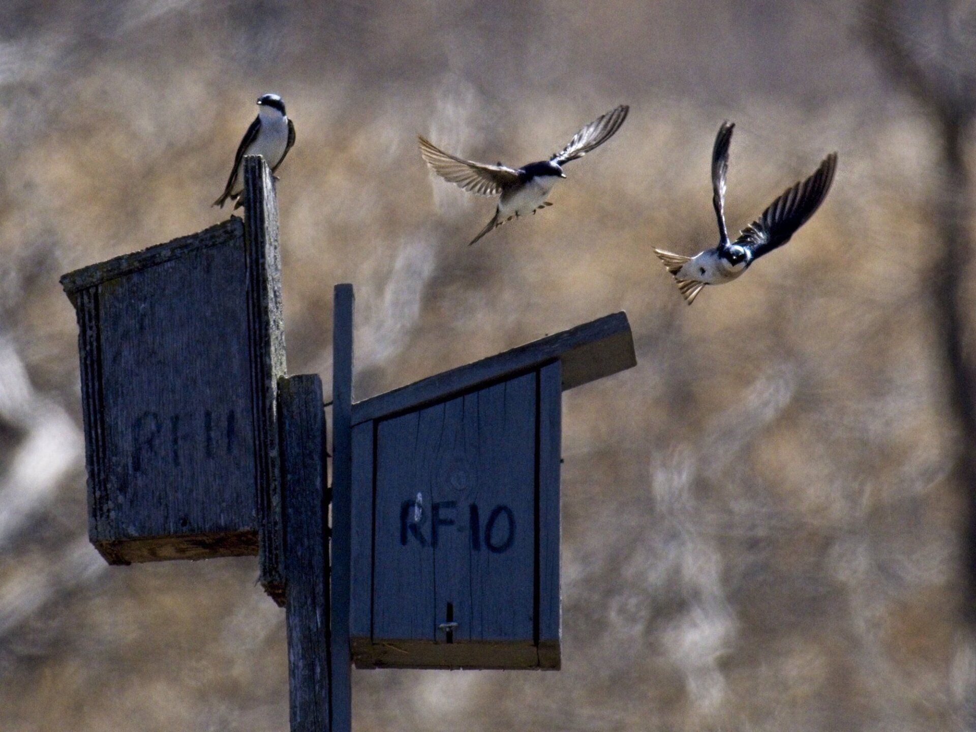 Deux oiseaux survolent un nichoir qui dit rf10