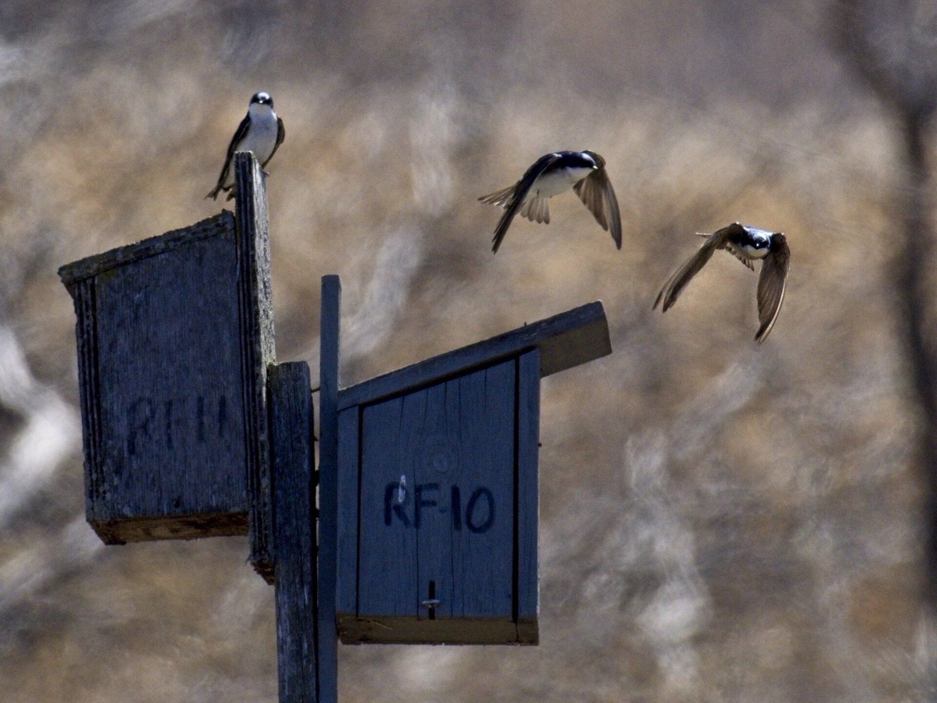 Trois oiseaux volent autour d'un nichoir qui dit rf10